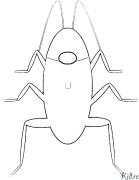 cockroach Coloring Pages To Print